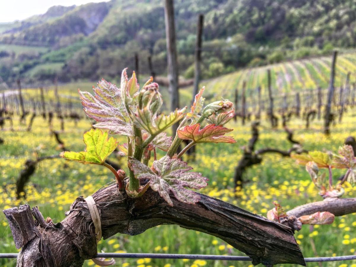 Cascina Bertolotto Wine Resort Spigno Monferrato المظهر الخارجي الصورة