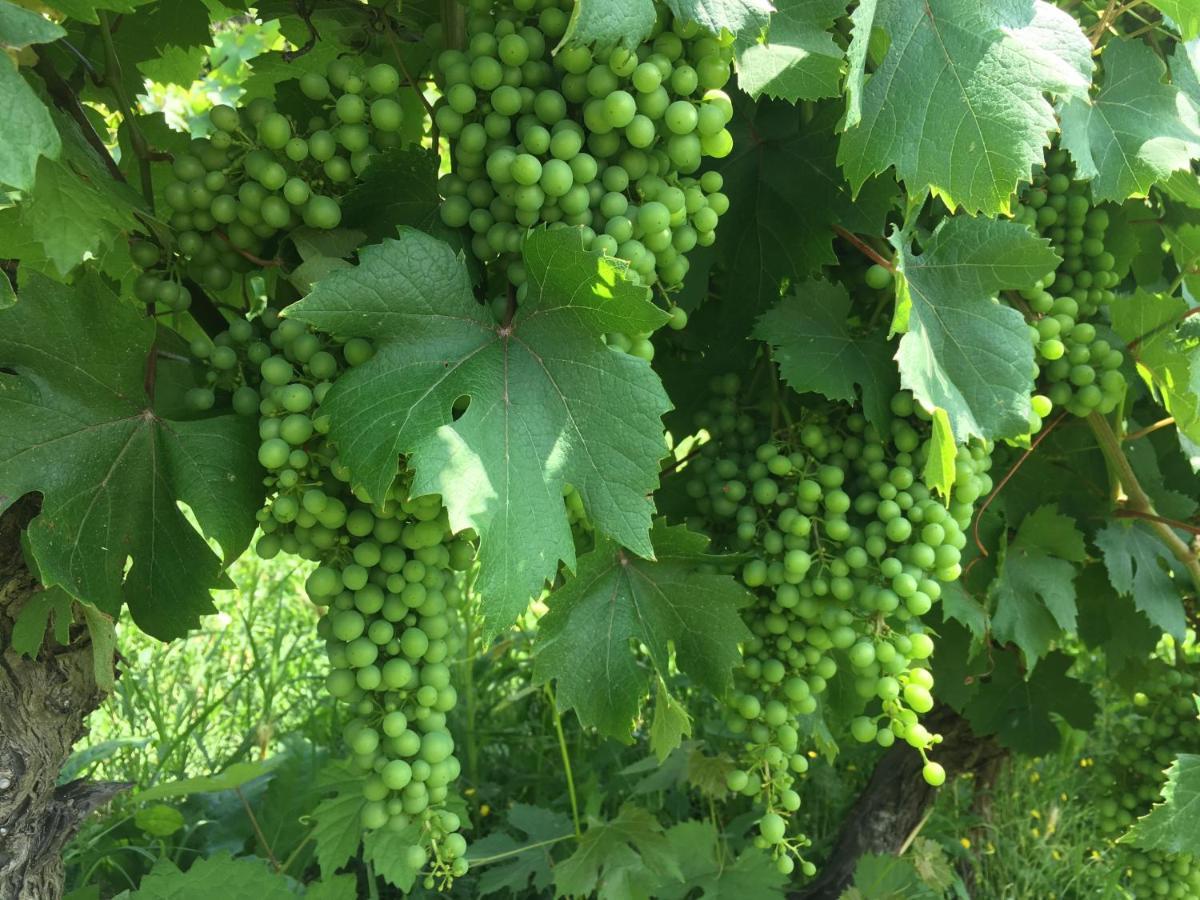 Cascina Bertolotto Wine Resort Spigno Monferrato المظهر الخارجي الصورة